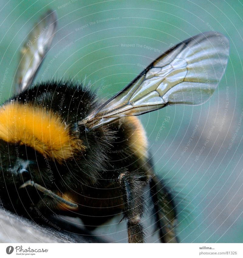 Hummel in der Depressionsphase Insekt Flügel Hautflügler weich gelb schwarz Fell Behaarung Nahaufnahme Vorderansicht