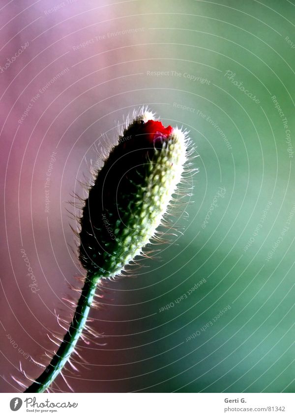 spiky Klatschmohn geplatzt aufgebrochen Blume Mohn rot zart stachelig offen grün knallig mehrfarbig frisch Fröhlichkeit schwarz aufdringlich dezent Sommer