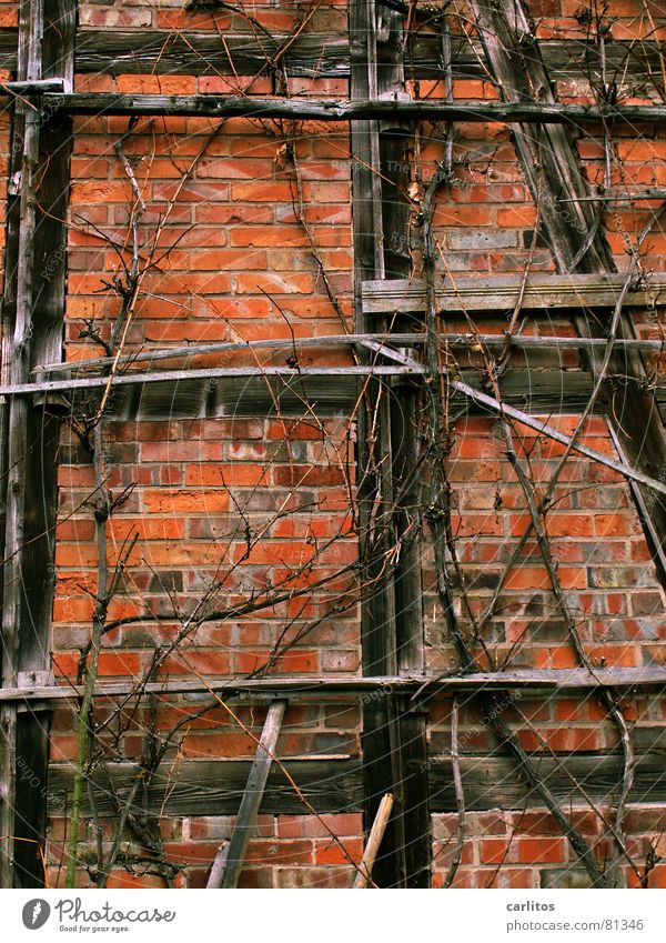 Wein, Weib und Gesang Fachwerkfassade Backstein rot alt Önologie welk Vergänglichkeit Spalier es gibt keine weintrauben Beeren getrocknet rispe vertrocknet