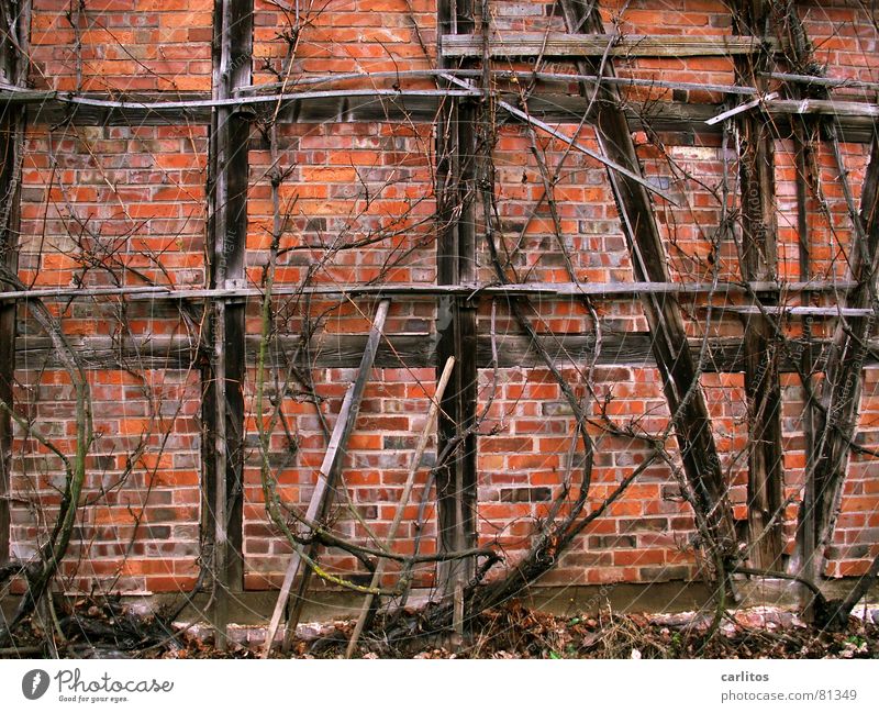 Wein, Weib und Gesang II Fachwerkfassade Backstein rot alt Önologie welk Alkohol Herbst Spalier Beeren getrocknet vertrocknet weinliebhaber weinkunde