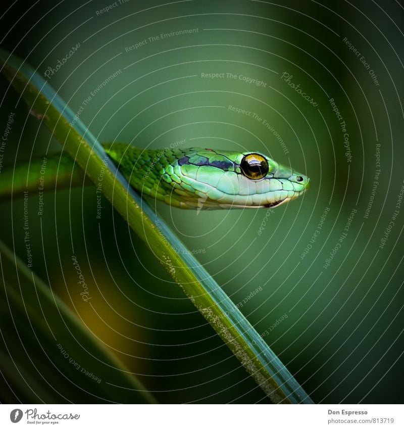 Boomslang Umwelt Natur Tier Urwald Wildtier Schlange 1 bedrohlich exotisch grün Angst Todesangst falsch Gift Hinterhalt hinterhältig Gebiss Giftzähne krabbeln