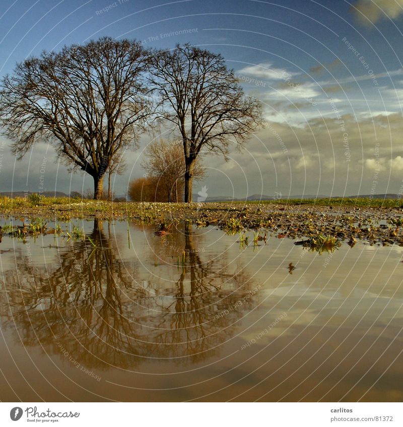 Tim und Struppi Horizont Baum 2 Fußweg Pfütze Reflexion & Spiegelung Wolken dramatisch Wind Leidenschaft Mitte Symmetrie Weißabgleich Baumstamm Baumstruktur