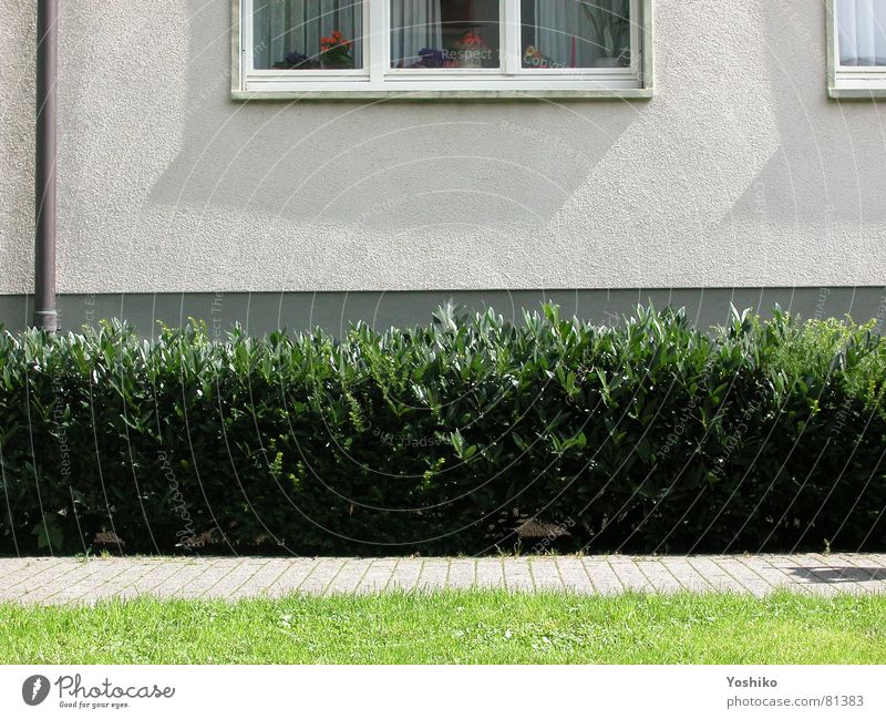 Fahrrad5 Park Regenrinne Sträucher Wand Fenster Fensterbrett Grünfläche Hecke Gras grün Stauden Garten fussweg gepflatert rasenstück Rasen Schatten