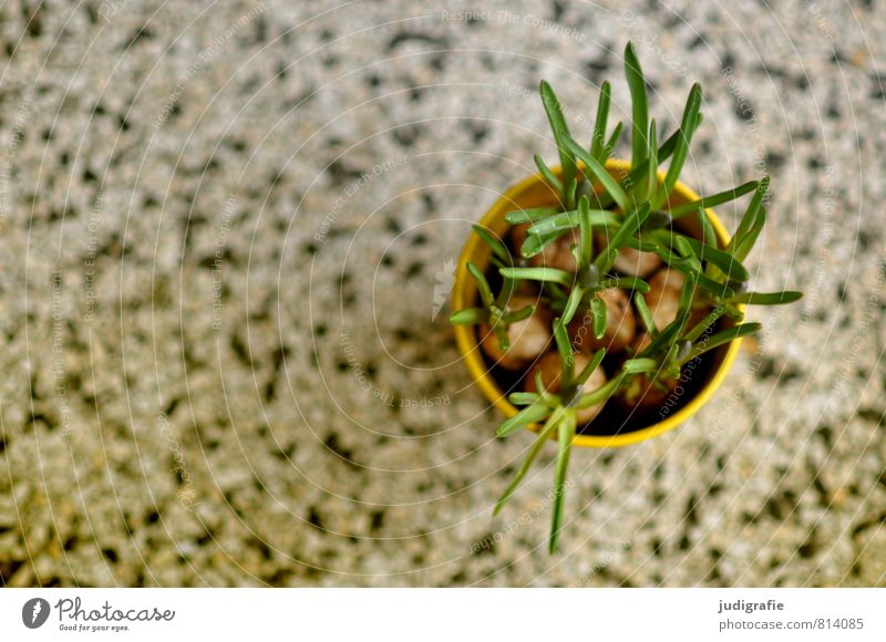 Blumentopf Häusliches Leben Wohnung Pflanze Frühling Topfpflanze Wachstum frisch rund grün Narzissen Knollengewächse terrazzo Dekoration & Verzierung Farbfoto