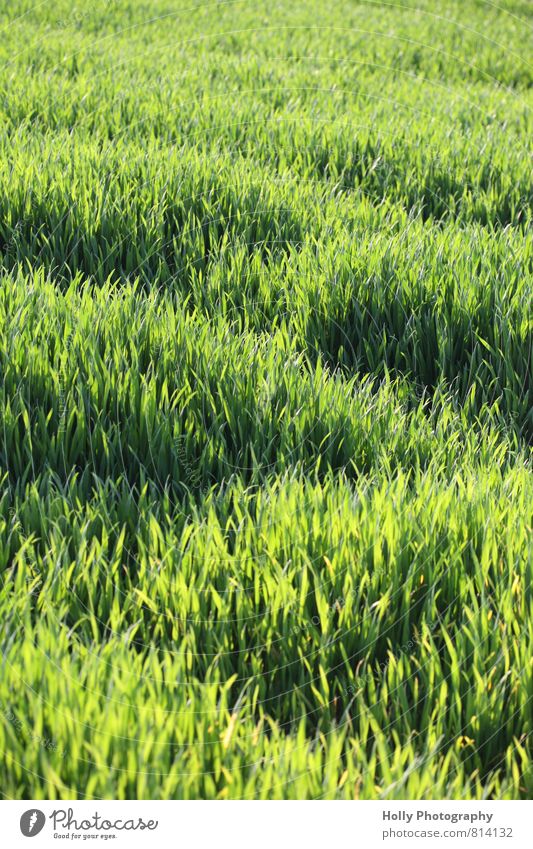 grünes Feld Natur Landschaft Pflanze Frühling Gras Grünpflanze füttern genießen Weizen Idylle ländlich säen Wachstum bebauen anbauen Landwirtschaft natürlich