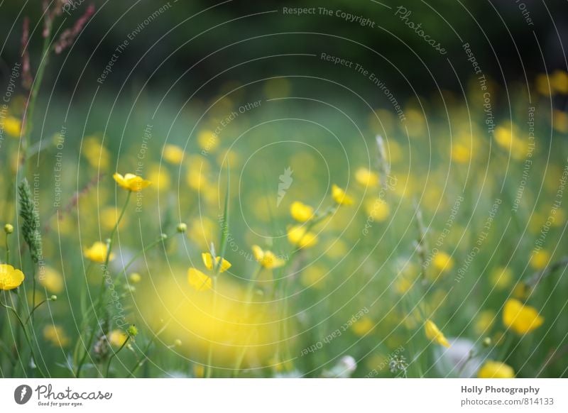 Blumenwiese Umwelt Natur Landschaft Pflanze Frühling Gras Sträucher Blüte Grünpflanze Wildpflanze Wiese berühren füttern genießen Blick wandern Duft gelb grün