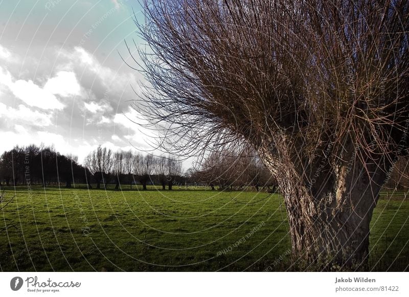 Bruch eigenwillig Baum Wolken Wiese grün Sonne Physik frisch Heimat Außenaufnahme Baumstruktur grell Dorfwiese Baumstamm lichtvoll Gras Grünfläche Winter alt