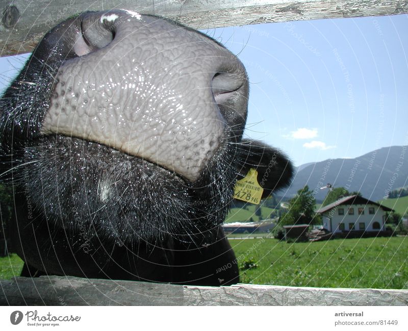 Naseweiß Tier Kuh Schnauze feucht Säugetier auf dem land Alpen