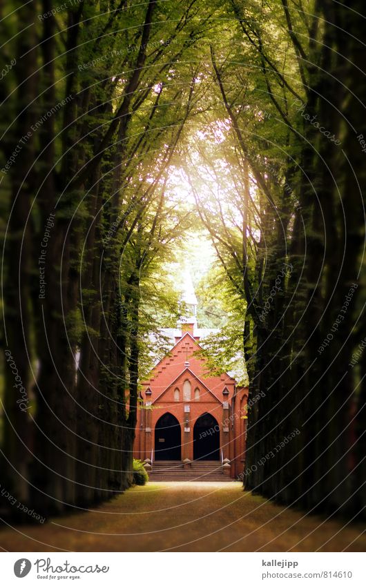 heaven Kirche Frieden Kultur Religion & Glaube Christentum Beerdigung Kapelle Jesus Christus Wege & Pfade Friedhof Trauer Traurigkeit Ehre Allee Baum Spalier