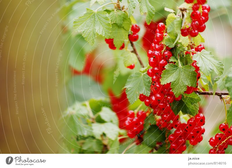 Beerig Natur Sommer Pflanze Sträucher Blatt Johannisbeeren Garten Essen frisch Gesundheit lecker natürlich sauer grün rot Umwelt Farbfoto Außenaufnahme