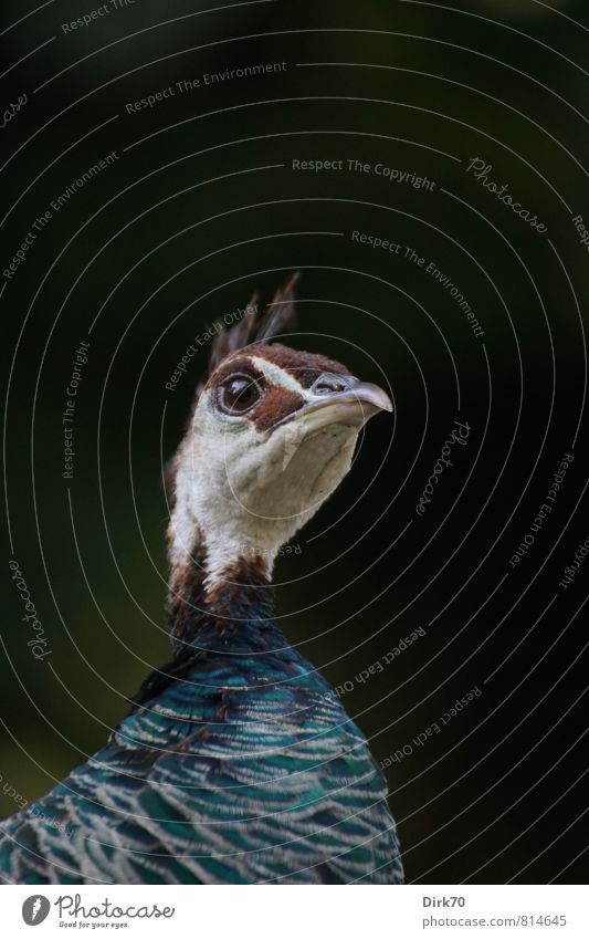 Stolz wie ein ... Garten Park Tier Haustier Vogel Pfau Tierporträt Weibchen Hühnervögel Haushuhn Kopf Feder 1 beobachten Blick elegant glänzend schön blau braun