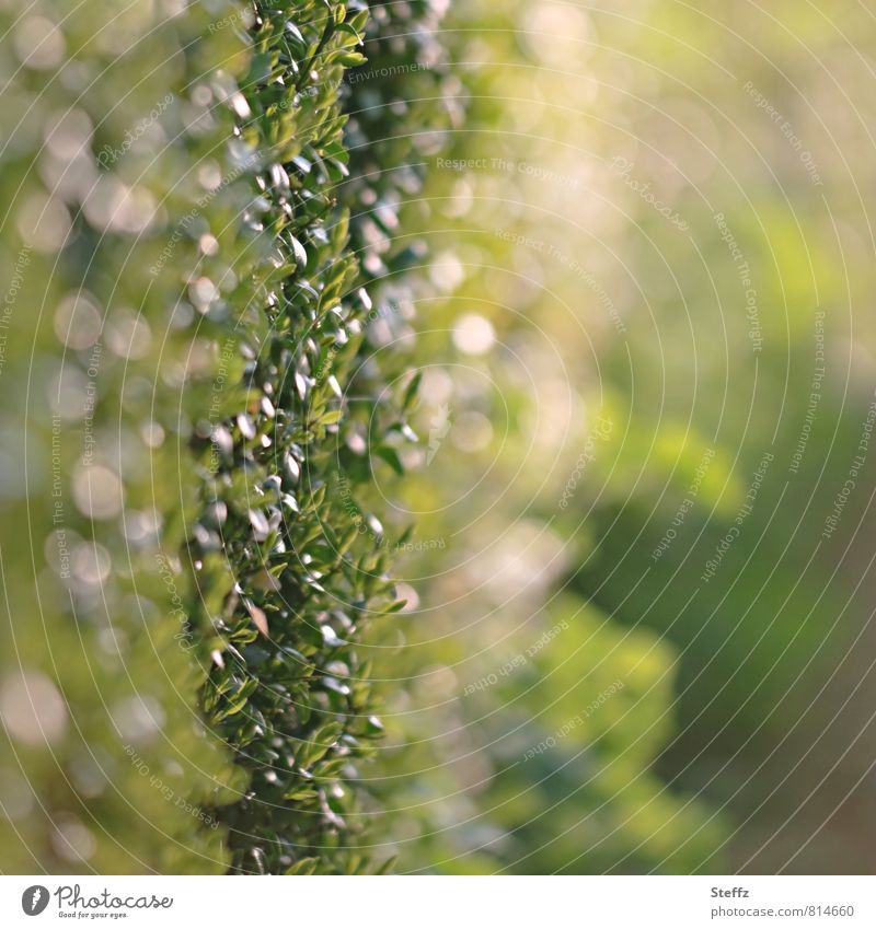 Buchsbaumhecke mit Lichtreflexen im Sommergarten Hecke Heckenpflanze Gartenzaun Zierstrauch Heckentrieb Grünzeug Heckenwand buschig Zaun Abgrenzung Lichteinfall