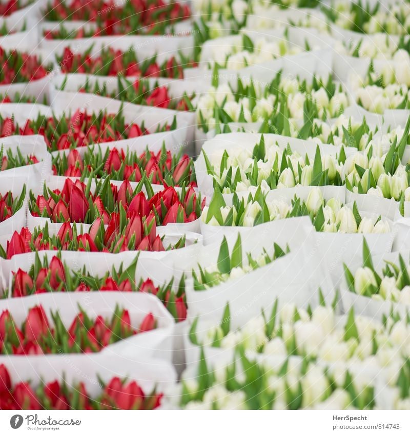 Rotweißgrün Frühling Pflanze Blume Blatt Blüte Antwerpen Belgien Marktplatz ästhetisch schön rot Tulpe Tulpenblüte Tulpenstrauß Blumenstrauß Marktstand