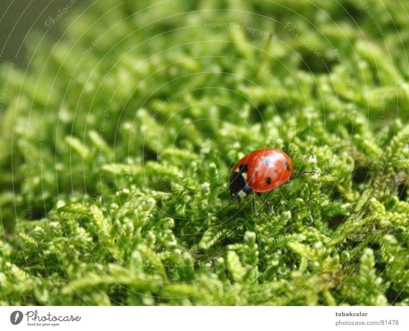 Ladybug Nahaufnahme Marienkäfer Makroaufnahme Insekt Kontrast moosgrün Natur