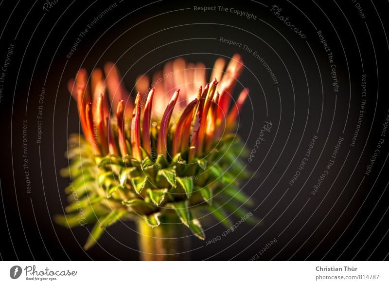 Sonnenhut Umwelt Natur Pflanze Tier Sommer Schönes Wetter Blume Blühend glänzend leuchten ästhetisch gigantisch schön stachelig grau grün rot Zufriedenheit