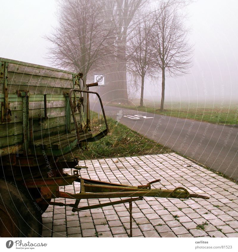 Kein blasser Dunst .. Nebel Pappeln Baum Allee Dorf Landwirtschaft Nest Tempo 30 Nebelschleier Kuhdorf Winter betonpflaster Amerika Straße Wege & Pfade