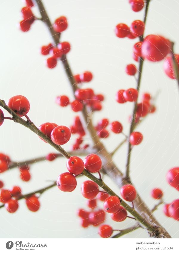 Punkt für Punkt Färbung Farbton mehrfarbig Pflanze Baum rund rot Kreis knallig Botanik prächtig Naturphänomene Winter Garten Park Zufriedenheit beeren beere