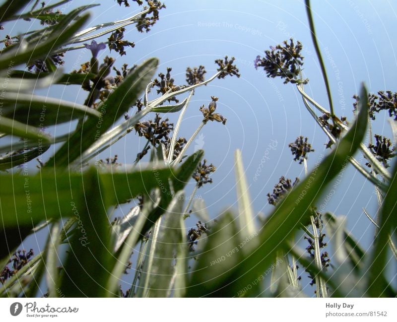 Hoch hinaus 1 Blume grün hoch Froschperspektive Blüte Gras Sommer Juni Himmel blau Blauer Himmel