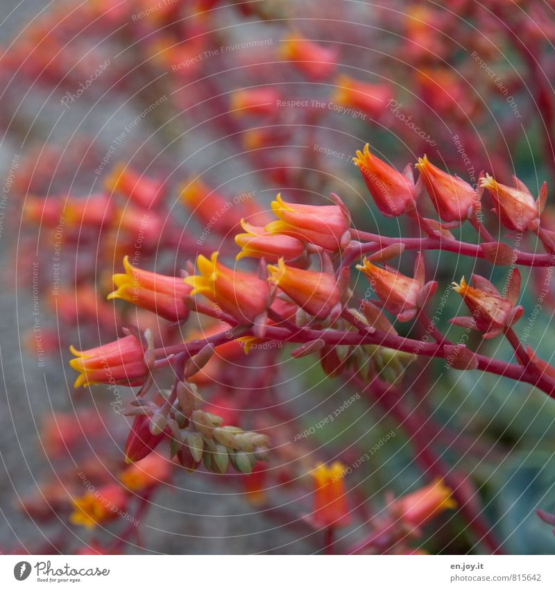 Blumengruß Garten Gartenarbeit Pflanze Blüte Topfpflanze Blühend gelb grün orange Farbe Steingarten Stauden Blütenkelch Steingartenpflanzen Farbfoto mehrfarbig