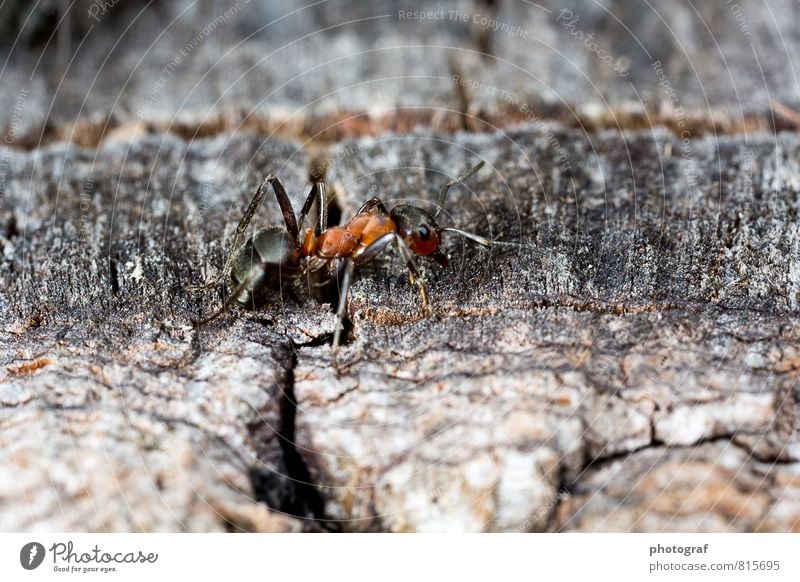 Rote Waldameisen Luft Baum Urwald Tier Fressen lang Wandel & Veränderung Ameise Kamäleon camäleon farben Wechseln zunge Klebrig Jäger feucht erde boden Ast