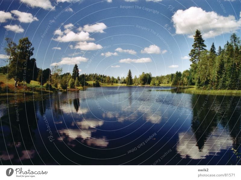 Wald | Wasser | Wolken Erholung Ferien & Urlaub & Reisen Ausflug Ferne Freiheit Sommerurlaub Wellen Seeufer Umwelt Natur Landschaft Pflanze Urelemente Himmel