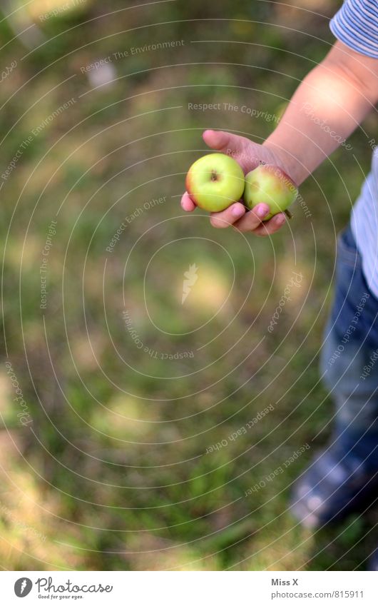 Ernte Lebensmittel Frucht Apfel Ernährung Bioprodukte Vegetarische Ernährung Gesunde Ernährung Garten Mensch Kind Kleinkind Hand 1 1-3 Jahre 3-8 Jahre Kindheit