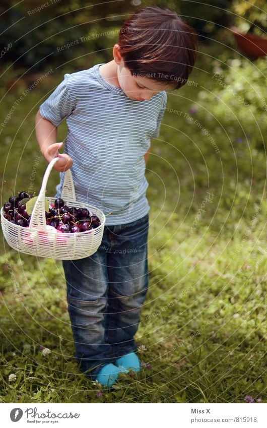 Kirschmaus Lebensmittel Frucht Ernährung Picknick Bioprodukte Spielen Garten Mensch Kind Kleinkind Kindheit 1 1-3 Jahre 3-8 Jahre Sommer brünett frisch