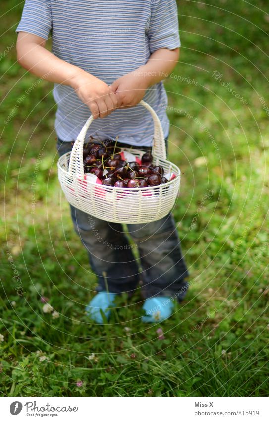 Körbchen Lebensmittel Frucht Ernährung Picknick Bioprodukte Vegetarische Ernährung Gesunde Ernährung Freizeit & Hobby Sommer Garten Mensch maskulin feminin Kind