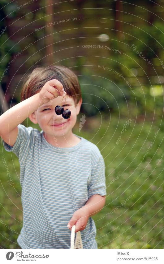 Kirschmaus Frucht Essen Bioprodukte Gesunde Ernährung Garten Mensch Kind Kleinkind Junge Kindheit 1 1-3 Jahre 3-8 Jahre Sommer genießen Lächeln lecker niedlich