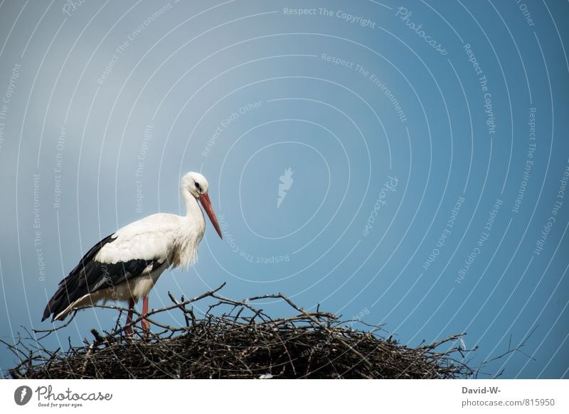 Der Babybringer Natur Luft Himmel Sommer Sträucher Ast Wiese Feld Tier Wildtier Storch Vogel Schnabel Nest Nestbau 1 Arbeit & Erwerbstätigkeit Brunft stehen