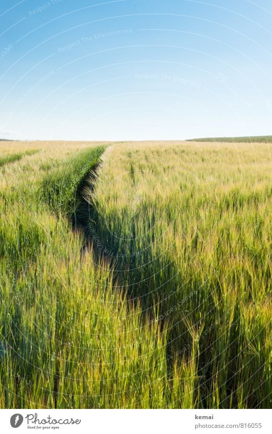 Sommerspur Umwelt Natur Landschaft Pflanze Himmel Wolkenloser Himmel Sonnenlicht Schönes Wetter Wärme Nutzpflanze Gerste Kornfeld Getreide Getreidefeld Feld