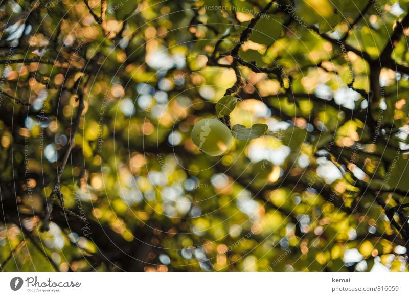 Grüner Apfel Natur Pflanze Sommer Schönes Wetter Wärme Baum Nutzpflanze Apfelbaum Obstbaum Ast Zweig hängen Wachstum frisch Gesundheit gelb grün Farbfoto