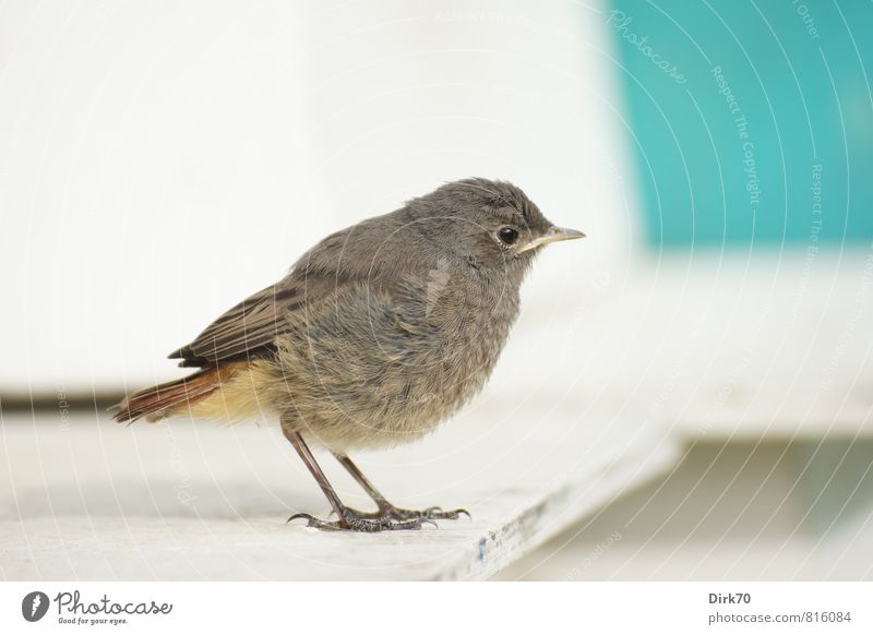 Rotschwanz-Teenie, skeptisch Sommer Tier Wildtier Vogel Singvögel Hausrotschwanz 1 Tierjunges Holzbrett beobachten Blick stehen klein Neugier niedlich weich