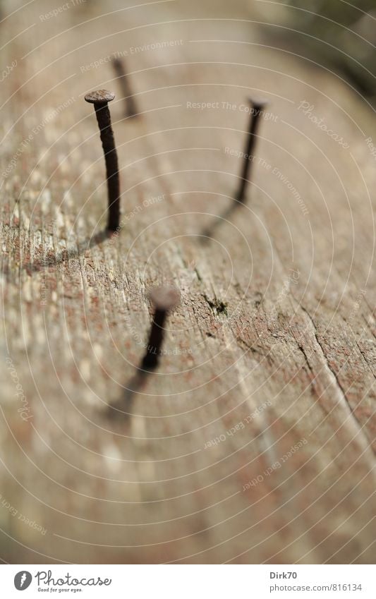 Auf den Kopf getroffen, Freizeit & Hobby Basteln heimwerken Renovieren Handwerker Baustelle Nagel Nagelkopf Werkzeug Garten Holzbrett Metall Stahl Rost alt