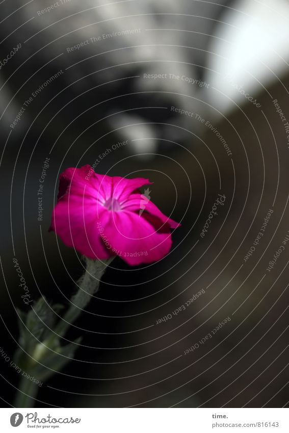 Der Duft des Sommers Kunst Kunstwerk Skulptur Keramik Blume Blüte natürlich rosa Gefühle Lebensfreude Frühlingsgefühle Sympathie Freundschaft Liebe Verliebtheit