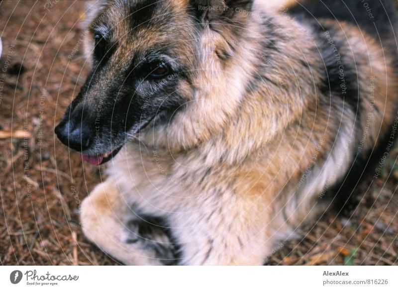 Schäferhündin Holly im Märchenwald Tannennadel Waldboden Hund 1 Tier beobachten liegen warten ästhetisch authentisch frech frei schön listig positiv rebellisch