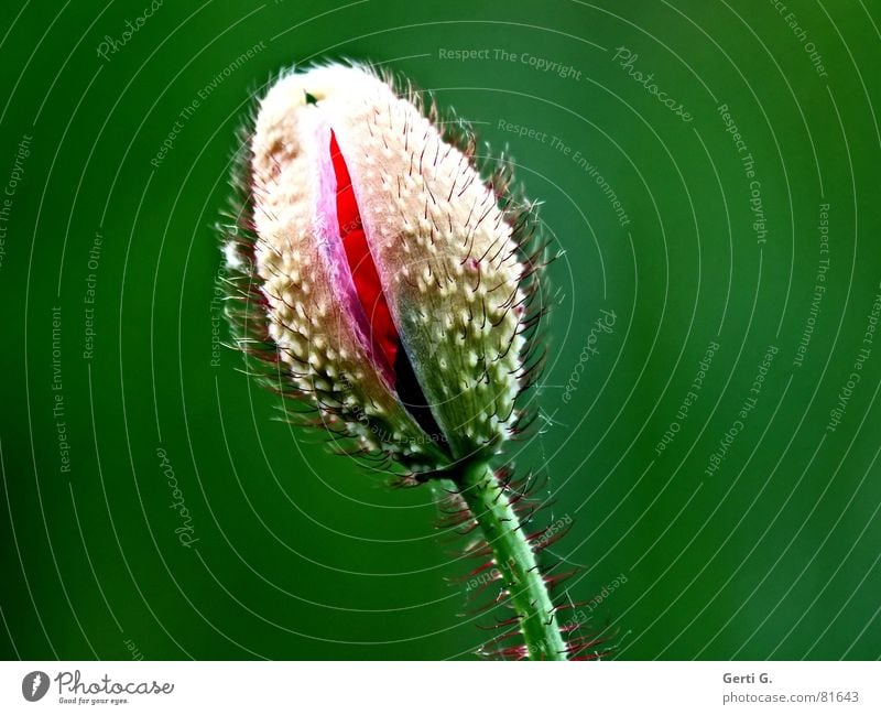 Ritze Klatschmohn geplatzt aufgebrochen Blume Mohn rot zart stachelig offen grün knallig mehrfarbig frisch Fröhlichkeit Furche Zerreißen Blüte Frühling