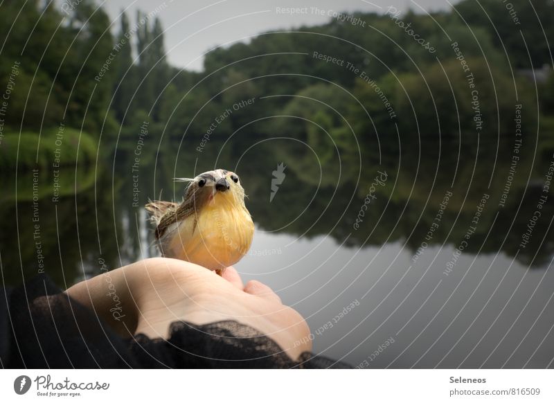 Kuckuck Ausflug Hand Umwelt Natur Landschaft Wasser Küste Flussufer See Bach Tier Vogel 1 klein Kunststoff Feder zutraulich Farbfoto Außenaufnahme