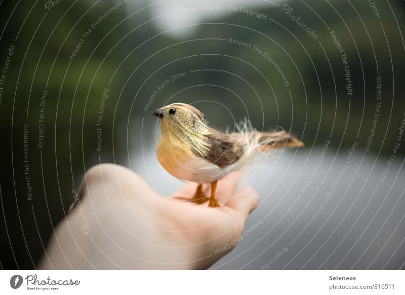 Lieber den Spatz in der Hand Freiheit Umwelt Natur Tier Wasser Sommer Teich See Vogel Tiergesicht Flügel 1 fliegen Sicherheit Schutz Geborgenheit falsch