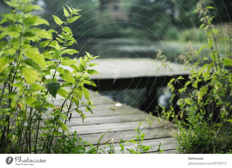 Steg Ferien & Urlaub & Reisen Umwelt Natur Landschaft Wasser Sommer Pflanze Brennnessel Garten Park Küste Seeufer Flussufer natürlich Farbfoto Außenaufnahme