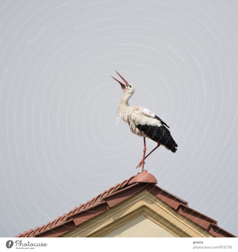 Wetterstorch Umwelt Natur Tier Himmel Sommer Schönes Wetter Wildtier Vogel 1 braun grau weiß Storch Dach Giebelseite Farbfoto Außenaufnahme Menschenleer