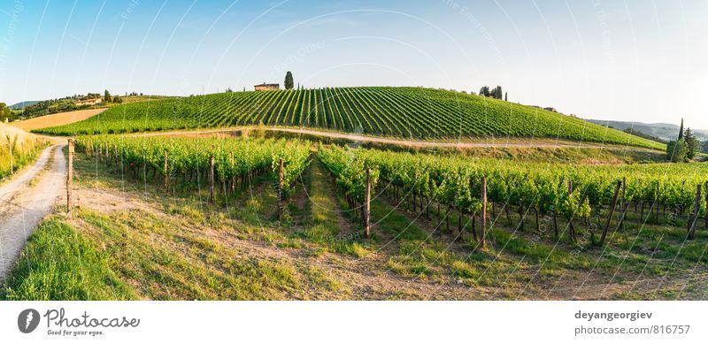 Weinberge in der Toskana. Bauernhaus Ferien & Urlaub & Reisen Sommer Sonne Haus Natur Landschaft Pflanze Himmel Horizont Herbst Baum Hügel Straße Wachstum grün