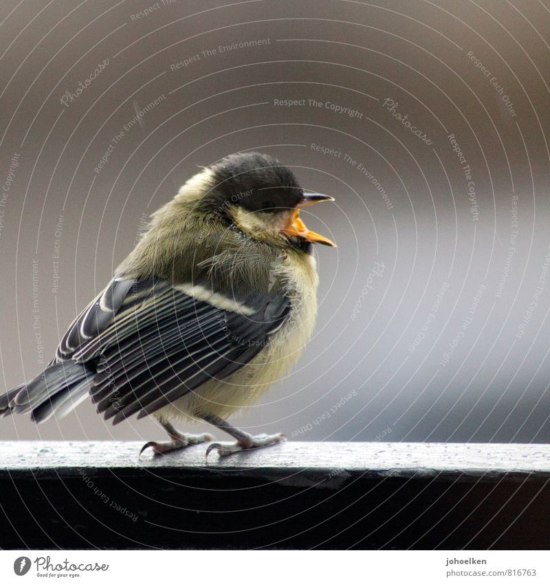 Singing in the rain Wetter schlechtes Wetter Regen Tier Wildtier Vogel Kohlmeise 1 hocken Tanzen dick klein rund braun gelb grau trösten bedrohlich Gelassenheit