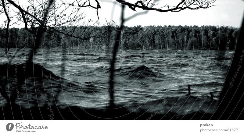 Pfützenbild gescheitert Monsun fluten Desaster See Sturm Orkan Wald Baum Wellen Gischt Schaum Segeln bedrohlich Unwetter Naturkatastrophe schlechtes Wetter