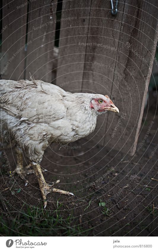 huhn Landwirtschaft Forstwirtschaft Tier Nutztier Haushuhn 1 natürlich Farbfoto Außenaufnahme Menschenleer Hintergrund neutral Tag Tierporträt Blick nach vorn