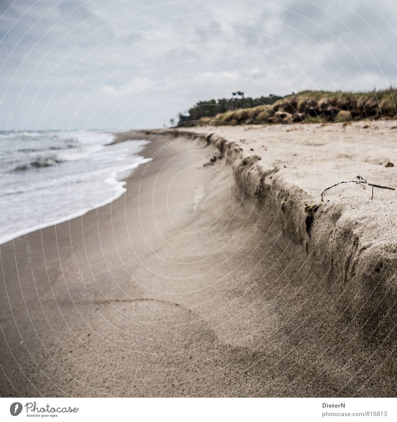 Strand Meer Wellen Sand Wasser Wolken Horizont Baum Küste Ostsee braun grau weiß Darß Weststrand Farbfoto Menschenleer Textfreiraum oben Textfreiraum unten Tag