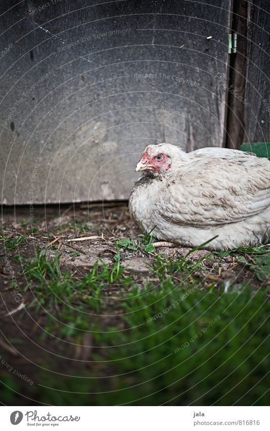 huhn Gras Wiese Tier Nutztier Haushuhn 1 hocken sitzen natürlich Farbfoto Außenaufnahme Menschenleer Textfreiraum oben Textfreiraum unten Tag