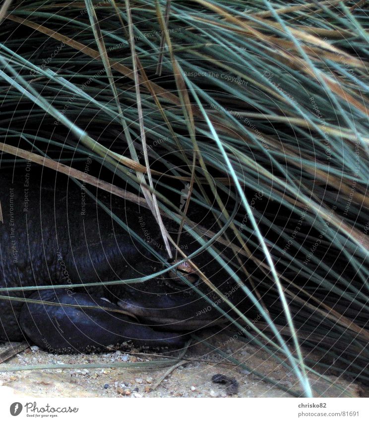 Kröte Schleimhaut Gras Zoo Glätte feucht dick Terrarium Ekel Froschauge Meteorologe Streusand Wiese Kies Grasland Grasnarbe Tiergarten exotarium Sand Urwald