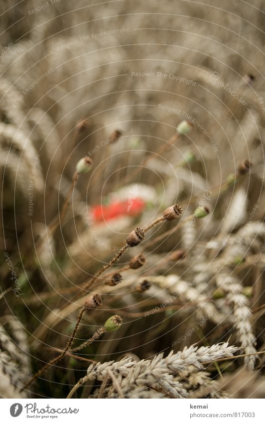 Verblühte Eleganz Sonnenlicht Sommer Schönes Wetter Pflanze Blume Nutzpflanze Getreide Kornfeld Feldfrüchte Weizen Mohn Mohnkapsel Wachstum ästhetisch elegant