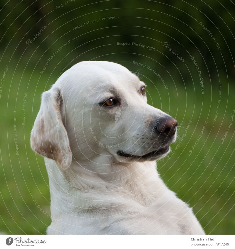 Unser Max muss natürlich auch beim 100er dabei sein Sonne Schönes Wetter Gras Garten Tier Haustier Hund Labrador sitzen ästhetisch sportlich blond Coolness